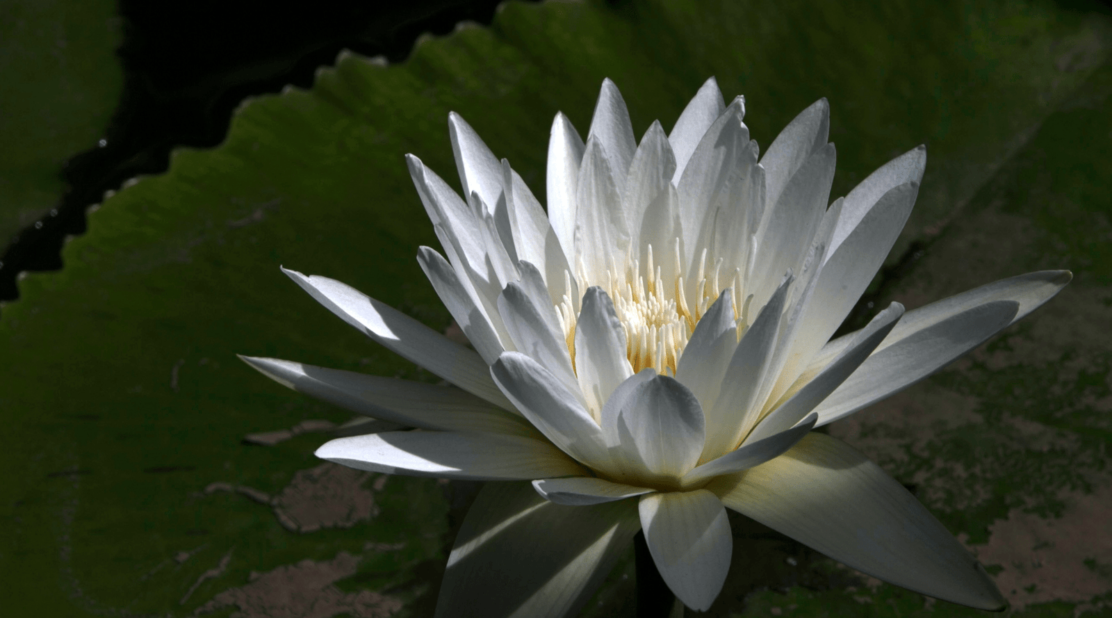 Meditation for Compassion