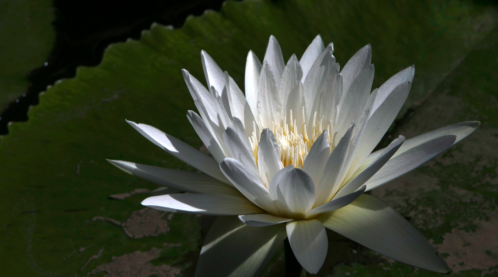 Meditation for Compassion