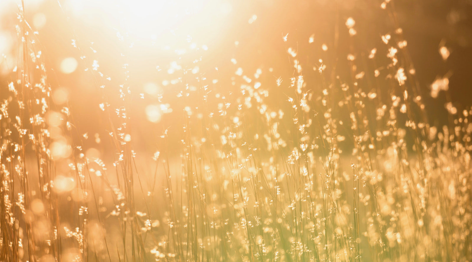 HUM Yum - Summer Abundance Edition