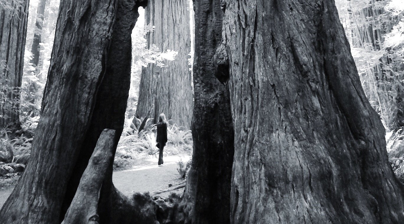 Life Lessons from Trees