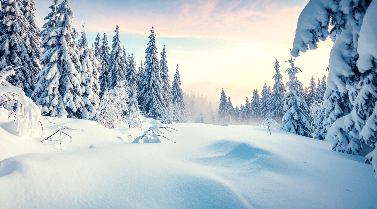 Nature's Quiet Wisdom:  Cultivating Inner Stillness with Trees