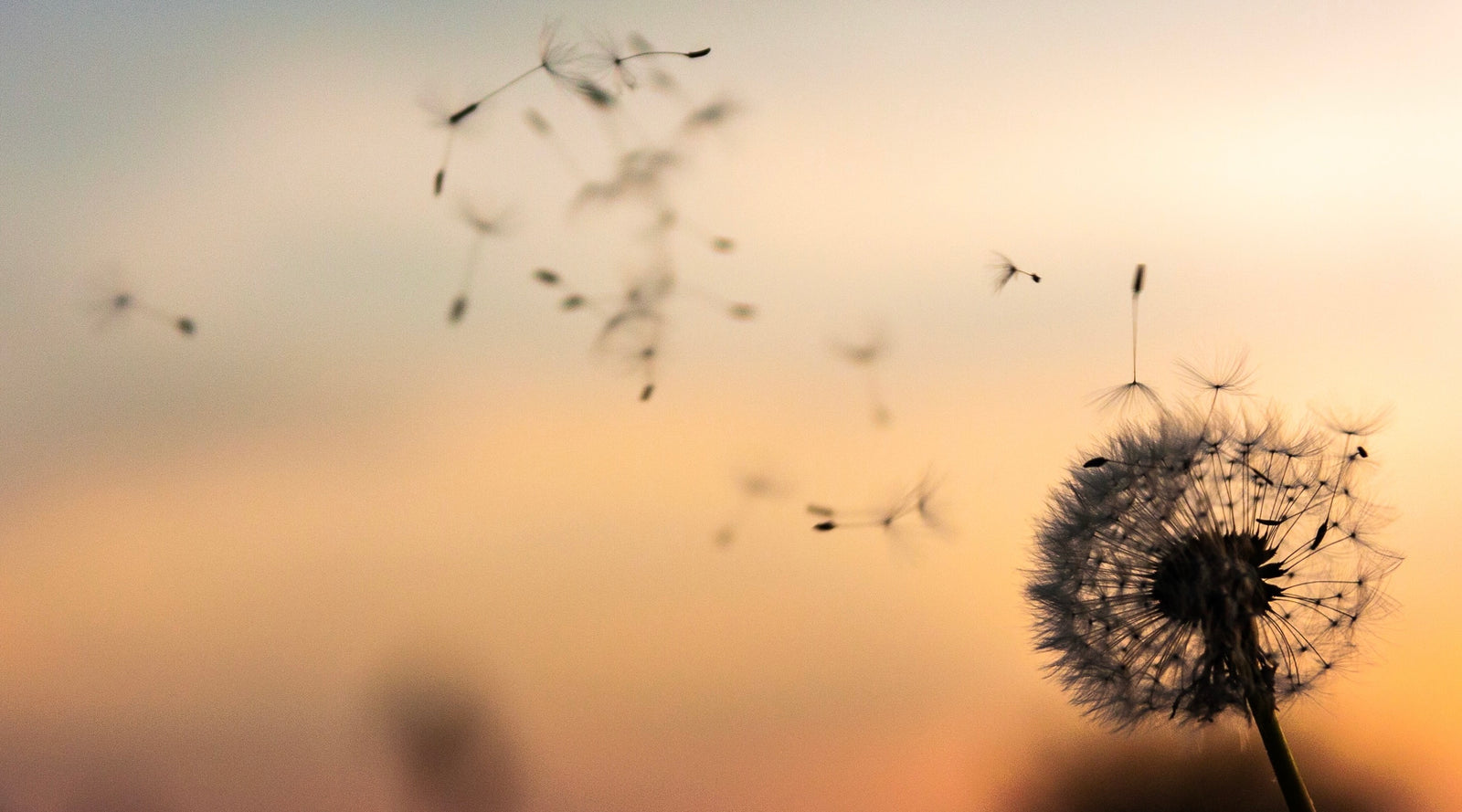 How to Figure Out What You Need to LET GO (and why)